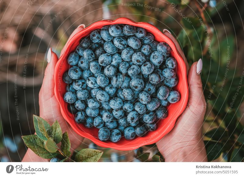 Woman holding blueberries on garden background. Rich blackberry harvest. Fresh ripe organic berries - great bilberry plant. Diet, antioxidant, healthy vegan food. Bio, organic nutrition
