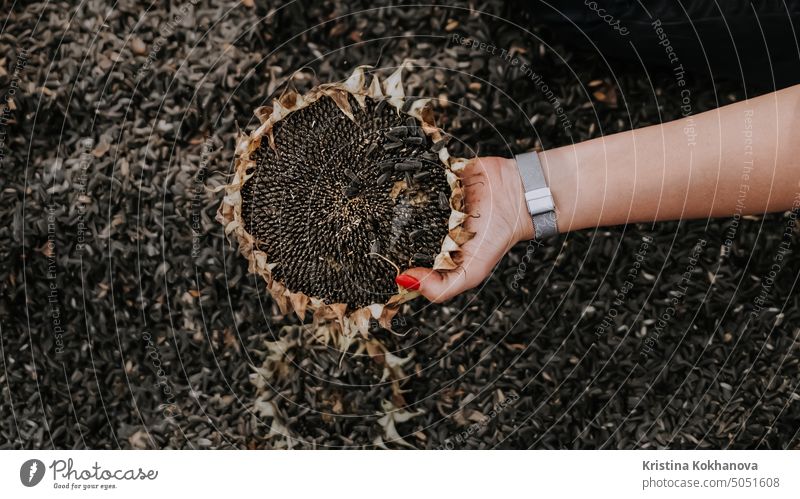 Woman holding ripe sunflower cap. Threshing sunflowers seeds by hand. Rich harvest in Ukraine, working at home. Oil will be. achene agriculture background black