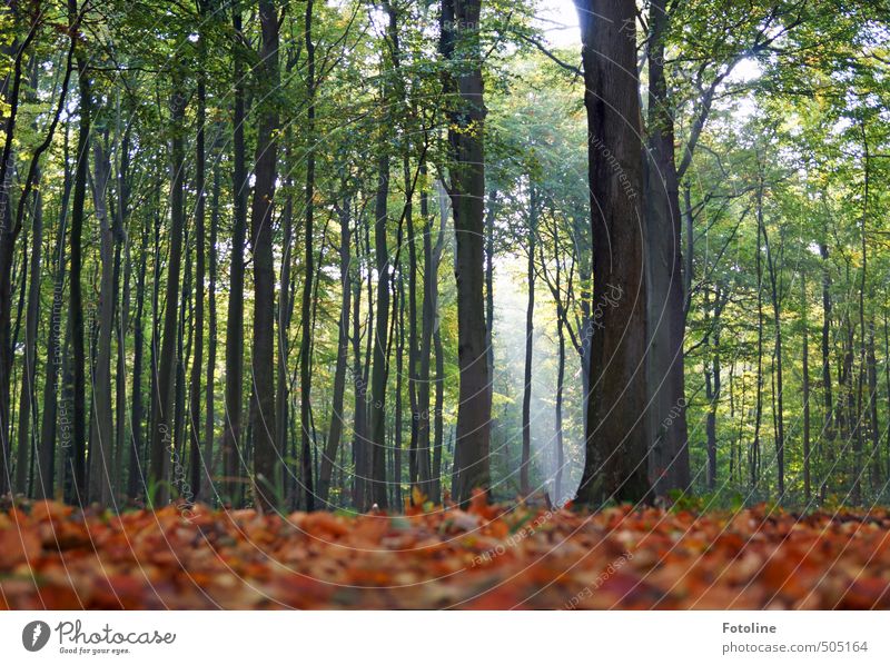 Book you shall search! Environment Nature Landscape Plant Autumn Tree Leaf Forest Bright Tall Natural Beech wood Beech leaf Beech tree Colour photo