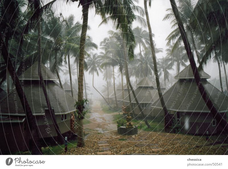 tropical thunderstorm Virgin forest Forest Palm tree Kho Tao Thailand Asia Grief Beautiful Physics Damp Humidity Vacation & Travel Straw hut Ocean Pacific Ocean