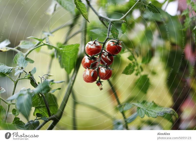 Red cherry tomatoes on a tomato bush - bush tomatoes Tomato Green Individual Plant Eating food Vegetable Healthy Eating Fruit Stalk plant cultivation