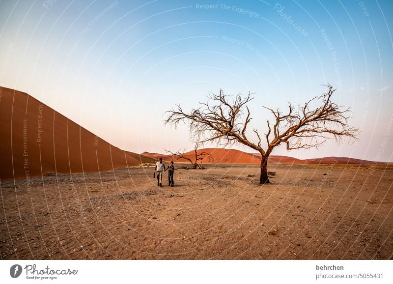 tree stories Tree Acacia magical sand dune Impressive duene Loneliness Landscape dunes Wanderlust Far-off places Namibia Africa Desert Sand dune 45 Sesriem