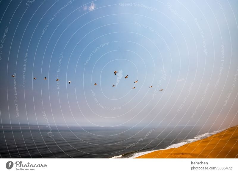 the dream of freedom Pelicans Flying sand dune birds Dunes Impressive magical duene Gorgeous Swakopmund Vacation & Travel Horizon Sky Warmth Walvis bay Nature