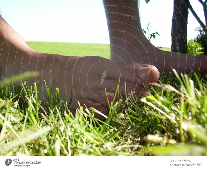 sensual bath Grass Meadow Fence Green Brown Hesitate Barefoot Planning Tree Blade of grass Toes Summer Man Lawn Feet Senses Emotions Inspiration To enjoy