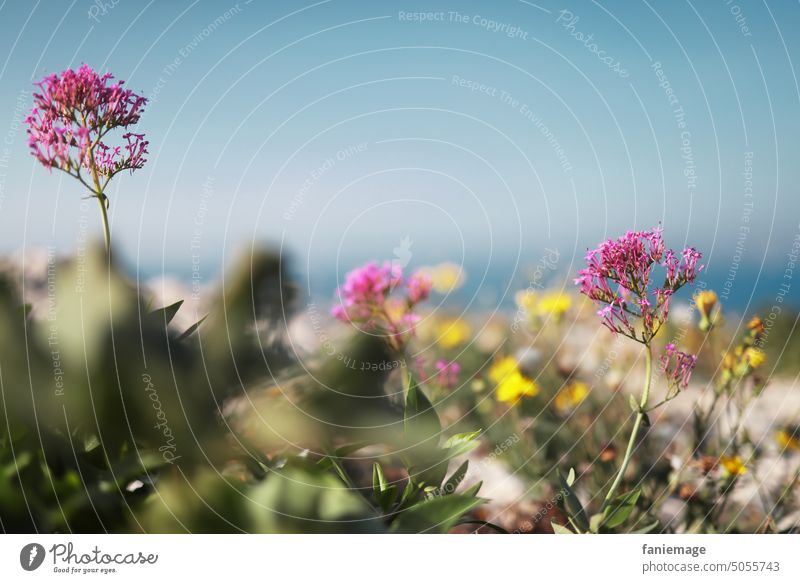 Flower meadow in October flowers blossom plants Iles du Frioul Marseille Rock pink Yellow Blue sky Nature Meadow Blossom Summer Plant naturally Exterior shot
