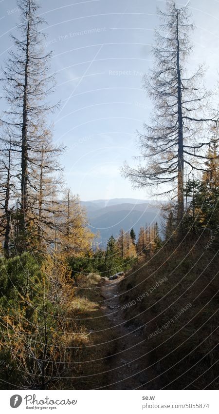 Alpine hiking trail with distant view and larch forest in autumn Alps via ferrata alpine landscape rax Remote View Jawbone sunny Cloudless sky Autumn Larch