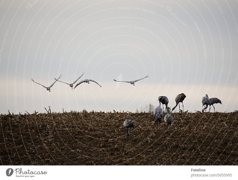 On a harvested field, cranes eat bacon for the long flight to their winter quarters. Some fly off to find another spot. Crane Bird Flying Exterior shot Animal