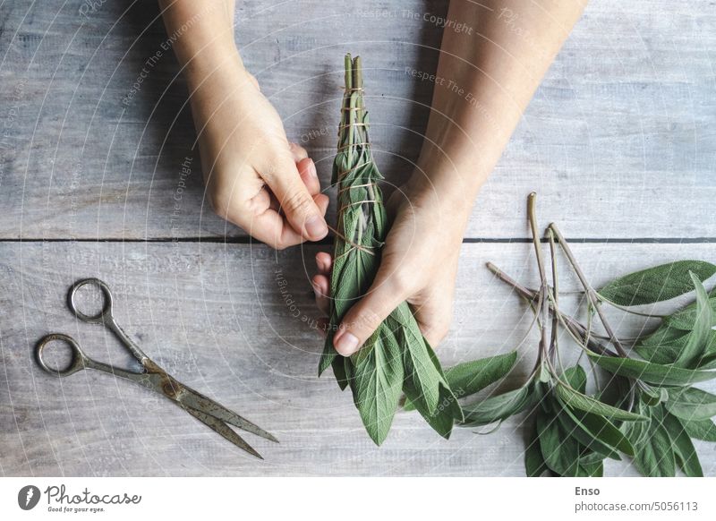 Sage smudge stick making, hands wrap string around sage leaf bundle, natural incense for home and meditation make Salvia apiana homemade diy cleansing concept