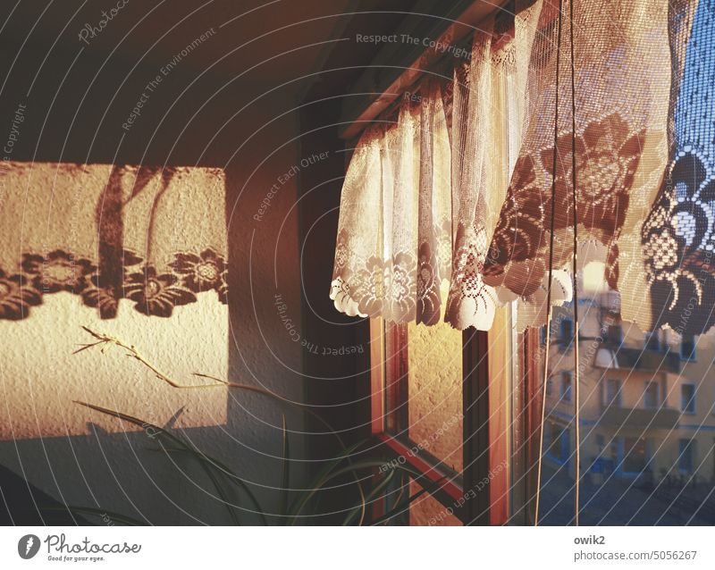 retirement home Corner of the room Window Windowsill Colour photo Mysterious Screening Wallpaper Ingrain wallpaper Decoration Interior shot silent Deserted