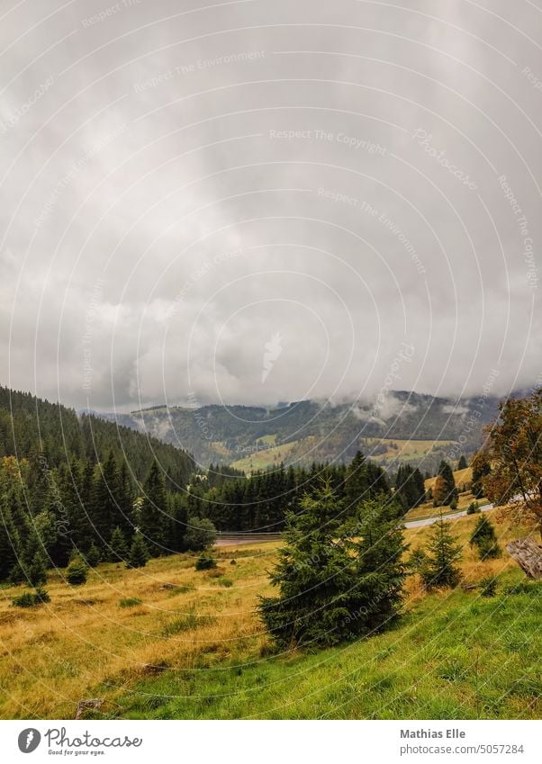 Fog fields in the Black Forest Shroud of fog Misty atmosphere Sea of fog Fog bank foggy Covering of fog Patch of fog Wall of fog Woodground Clearing woodland