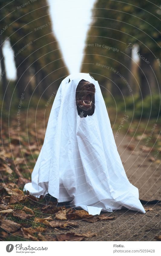 Dog dressed as ghost spectral cladding Creepy Hallowe'en Labrador Brown Dark Sheets spirit Fear Spooky Carnival Eerie Funny foolish bollocks Party Autumn