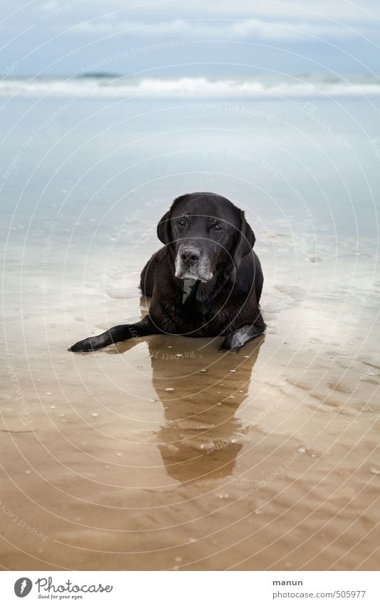 Have a Break Vacation & Travel Beach Ocean Nature Landscape Sand Water Coast North Sea Pet Dog Labrador 1 Animal Relaxation Lie Looking Wait Old Natural