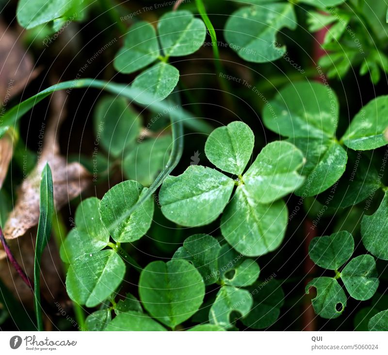 A lucky clover... happiness often lies along the way Four-leafed clover Cloverleaf covert Green Plant Four-leaved Good luck charm Symbols and metaphors Close-up