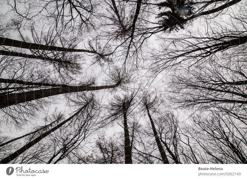 Bare branches skyward: waiting for new leaves Spring Bleak Twigs and branches Tree Nature twigs Branches and twigs Change Environment Sky Exterior shot Deserted