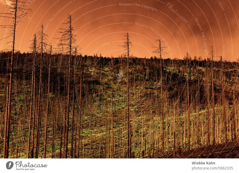 Destroyed pine forest with smoke clouds against orange sky Jawbone Forest Smoke Orange Eerie Destruction Environment surreal Damage Disaster Landscape peril