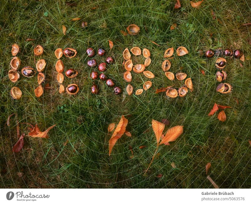 Autumn - word in grass with chestnuts and leaves Word Wordplay Chestnut Chestnut leaf Leaf Autumn leaves on site Autumnal Nature Seasons Early fall Brown Yellow