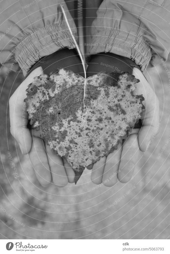 Heart affair | large autumn leaf in the shape of a heart in children's hands. a heart for... sweetheart heart shape Heart matter Heart Man rest in the heart