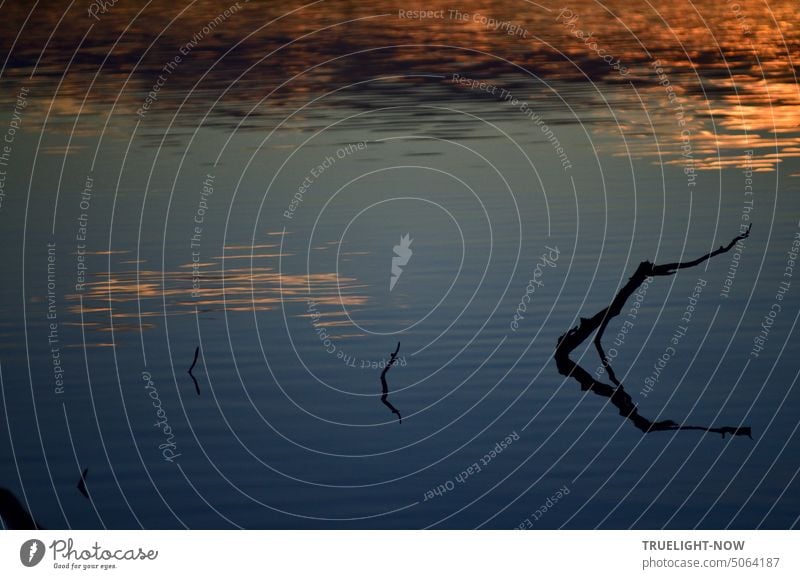 A dead branch rises from the still lake, small clouds are reflected in the water, illuminated by the last light of a beautiful November afternoon Lake