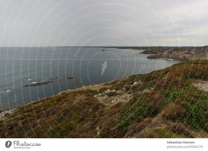 Coast near Cap de la Chevre with beautiful heather covered landscape, Crozon, Parc naturel regional d'Armorique, Brittany, France coast sea brittany cliff