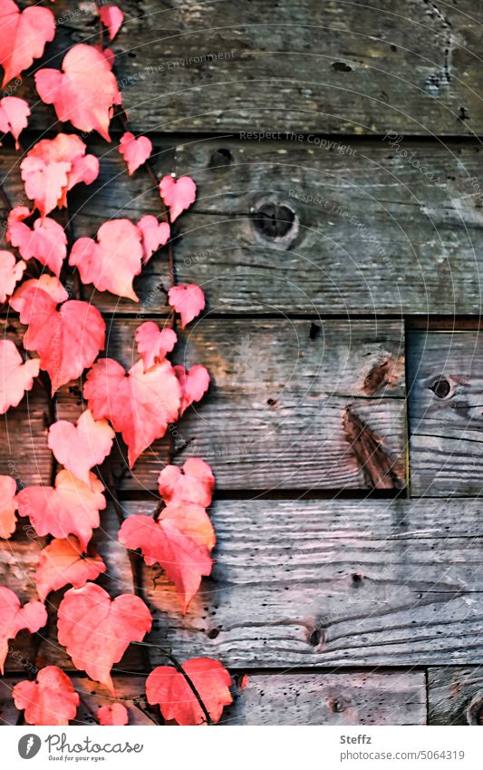 red vine leaves on a wooden wall red grape leaves Creeper Decoration Wooden wall Autumn leaves Heart-shaped Texture of wood autumn colours Autumnal colours
