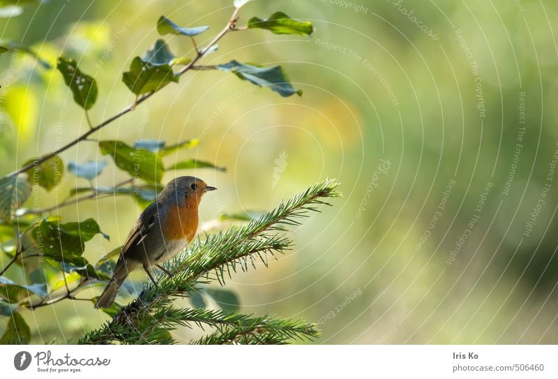 little robin Nature Animal Summer Beautiful weather Forest Wild animal Bird 1 Esthetic Uniqueness Small Natural Cute Positive Warmth Soft Green Orange Moody