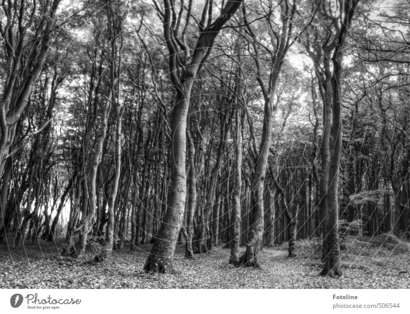 Not only black/white Environment Nature Landscape Plant Tree Wild plant Forest Gray Black White Mysterious Dark Ghost forest Spooky HDR Black & white photo