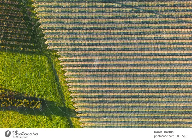 Aerial view of orchard with apple trees during sunset. The fields are covered with a hail net. Beautiful outdoor countryside scenery from the drone view. Lots of flowering plants and trees. Autumn