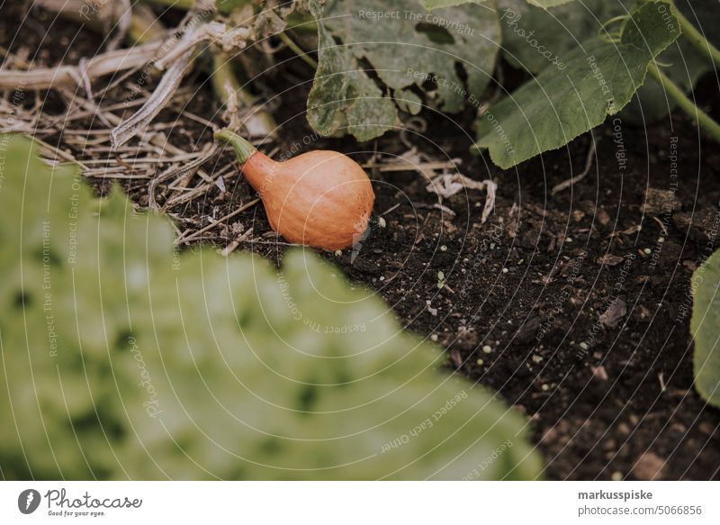 fresh garden vegetables pumpkin Vegetable Garden self-sufficiency self-catering raised Leek vegetable Leek stalk Zucchini vegetable box organic Organic produce