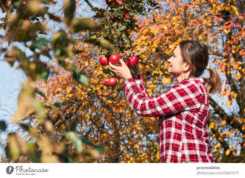 Woman picking ripe apples on farm. Farmer grabbing apples from tree in orchard. Fresh healthy fruits ready to pick on fall season. Harvest time in countryside