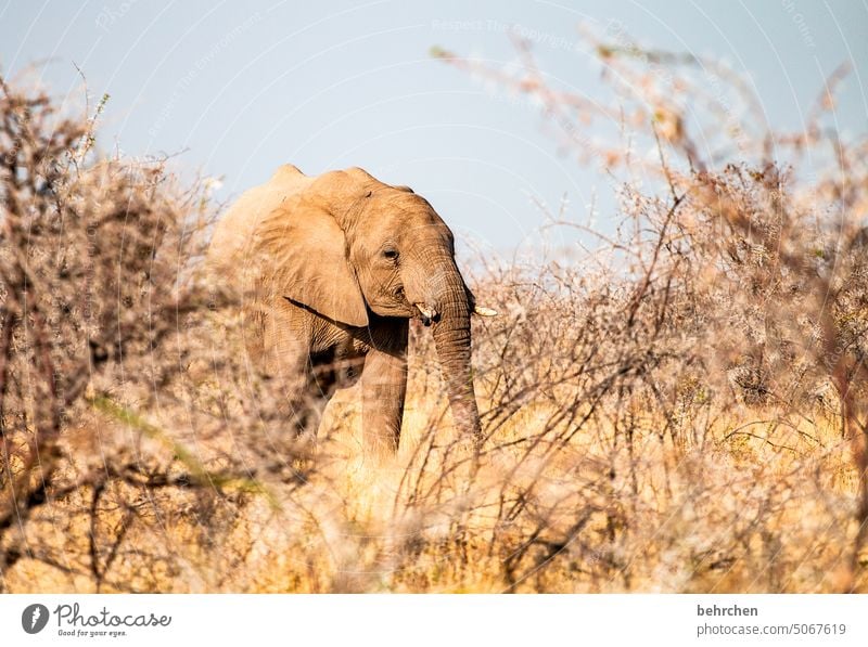 my very last favorite topic | always elephants Elephant etosha national park Etosha Etosha pan Wild animal Fantastic Exceptional Free Wilderness Animal Namibia