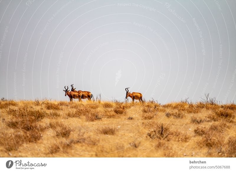 cows hardbeest Antelope hartebeest Sky Savannah aridity Landscape Vacation & Travel Freedom Nature especially Adventure Impressive Love of animals