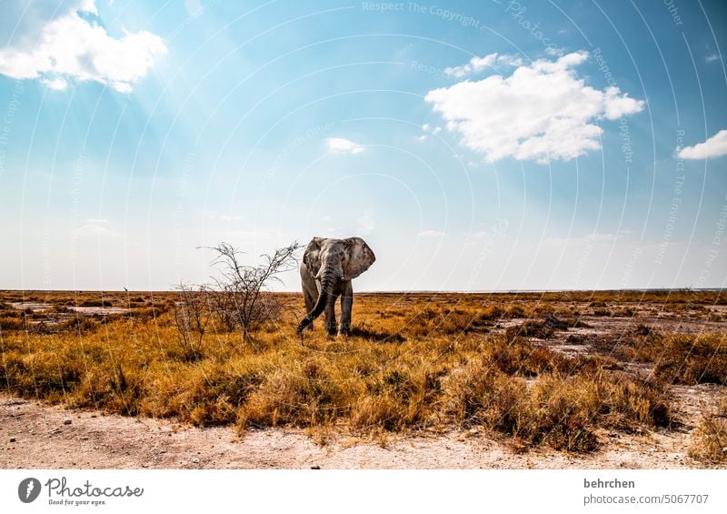 Animal Elephant etosha national park Etosha Etosha pan Wild animal Fantastic Exceptional Wilderness Free Namibia Safari Far-off places Wanderlust Africa