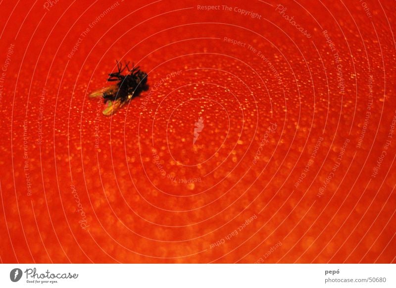 i´m fearful of FLYing Red Black At the back Insect Fly Death