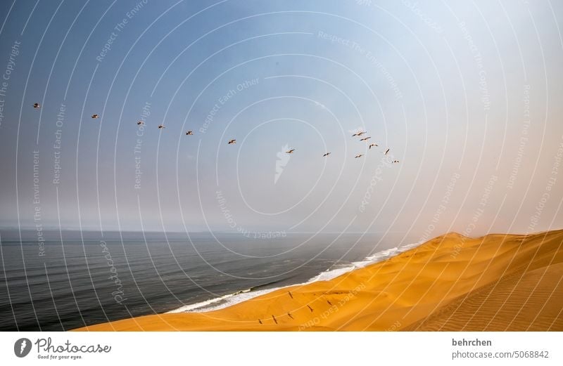 because freedom is everything! Pelicans Flying sand dune birds Dunes Impressive magical duene Gorgeous Swakopmund Vacation & Travel Horizon Sky Warmth