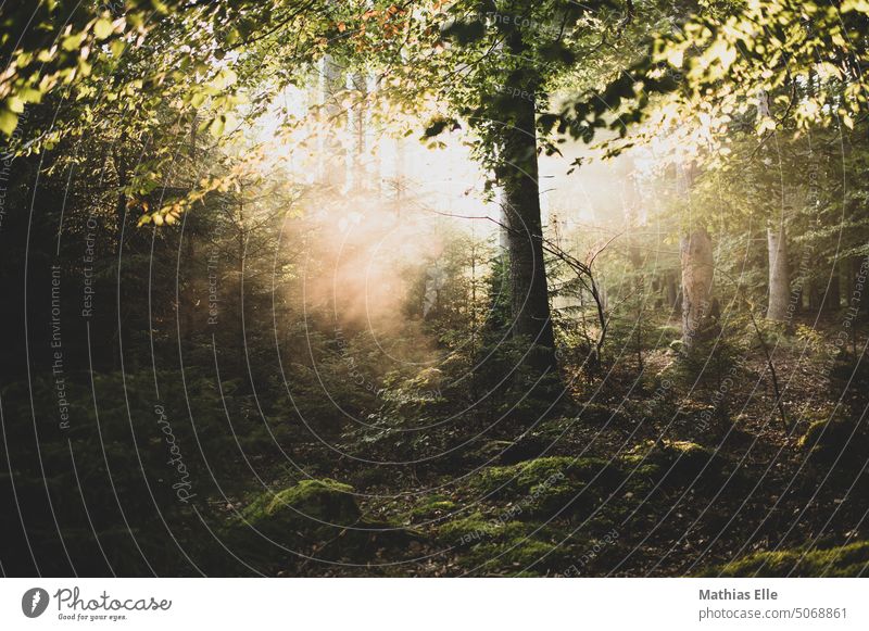 Black forest with sun rays in fog Black Forest costume Sun Sunlight Sunbeam Sunrise Sunset sunshine Fog Shroud of fog Misty atmosphere Sea of fog Fog bank