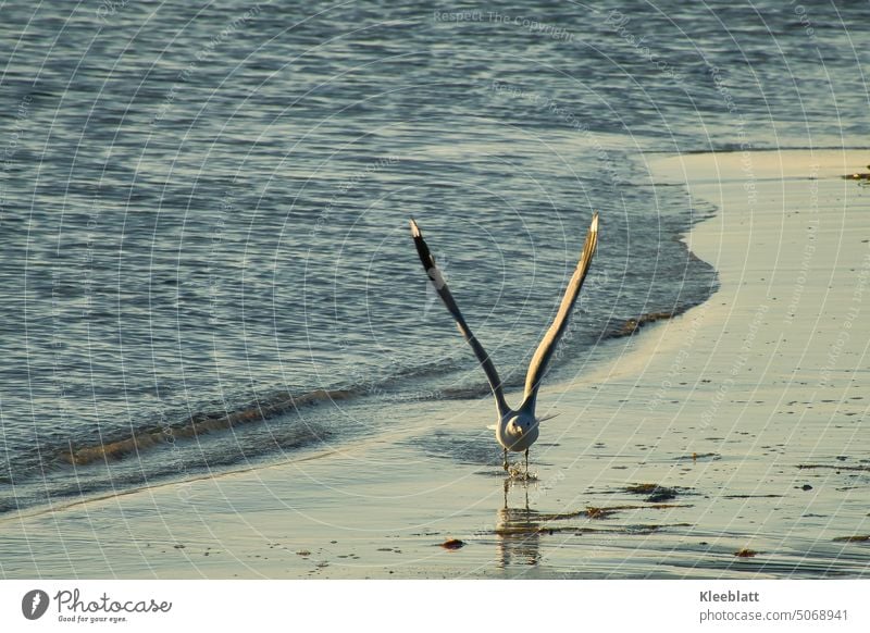 I start then times by - a seagull sets to the takeoff - beach picture Bird Sky Flying Beach Ocean Water evening mood midsummer Idyll coast Vacation & Travel