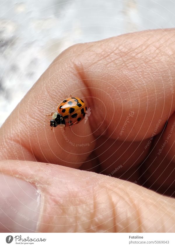 When I was photographing other ladybugs, I was immediately approached by 3 beetles. One landed in my hair, one on my arm and this one directly on my finger. So much luck at once :-)