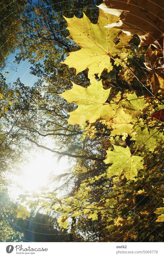 Wave, wave Autumn Nature Exterior shot Back-light Sunlight Light Shadow Contrast Day Deserted Deciduous forest Autumn leaves Moody Glittering Illuminate