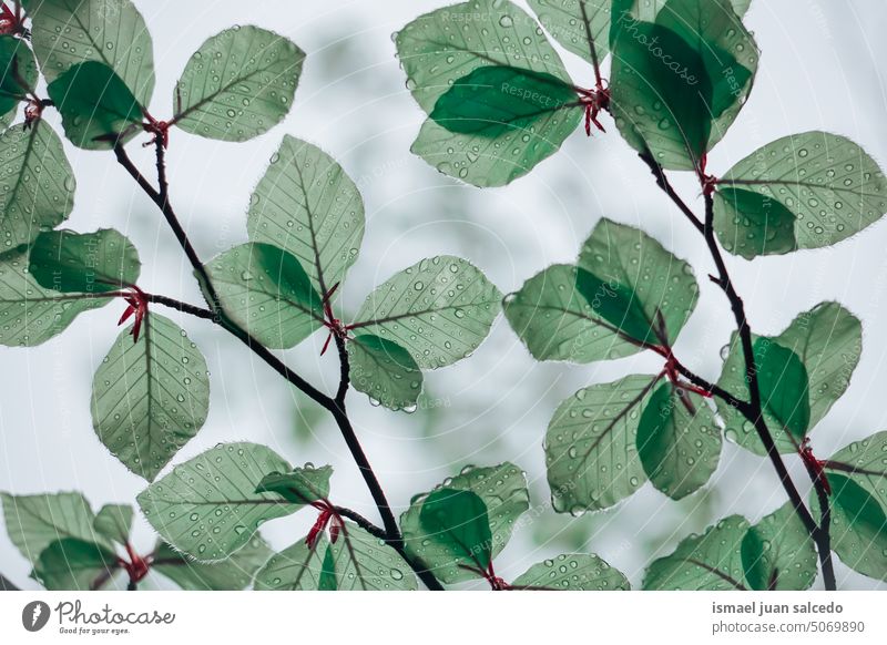 green tree leaves in the nature in springtime branches green leaves leaf green color green background natural foliage textured beauty fragility freshness season