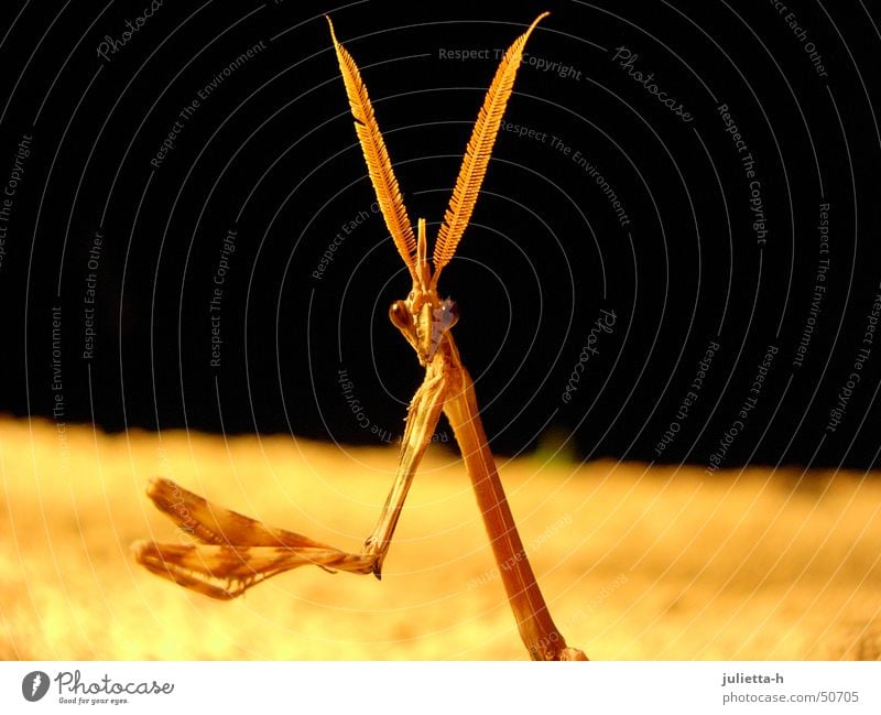 Distracted from praying Praying mantis Mantids Insect Prayer Provence Feeler