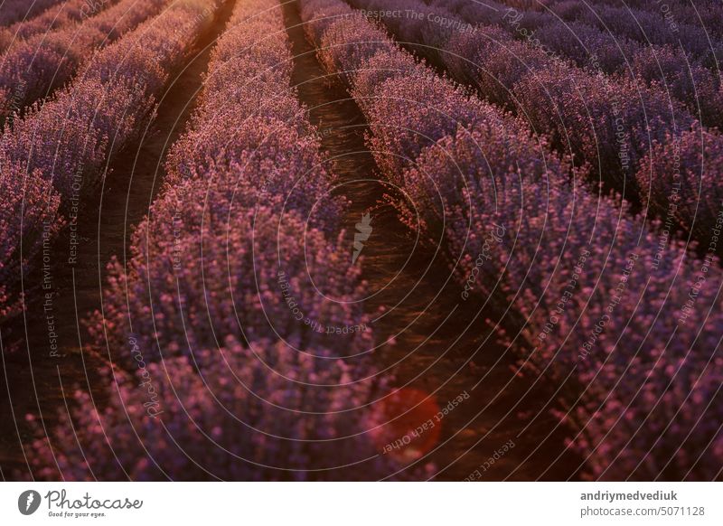 close up of bushes lavender blooming scented fields on sunset. lavender purple aromatic flowers at lavender fields of the French Provence near Paris.