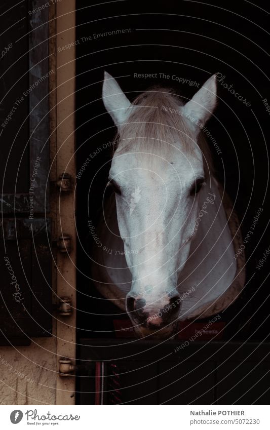 White horse in its stall at stud Horse Horse's head Animal portrait Animal face Exterior shot Farm animal Colour photo Pony Day Stall Nature