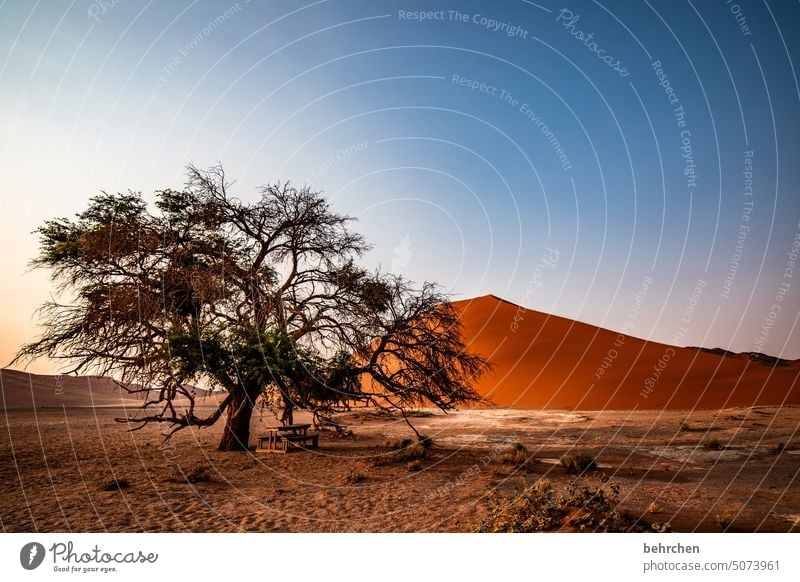 heartland namibia Desert Africa Namibia Far-off places Sossusvlei Sandstorm Dune 45 Sesriem Wanderlust Warmth