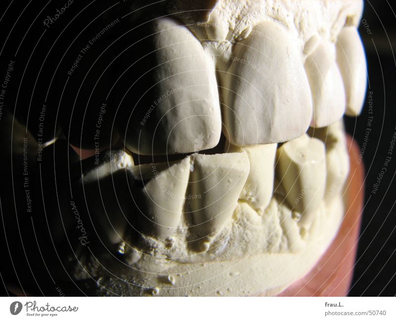 snappish Snarl Dental model Dentist Trenchant Disgust Things Healthy Human being Pattern Gypsum Imprint Teeth