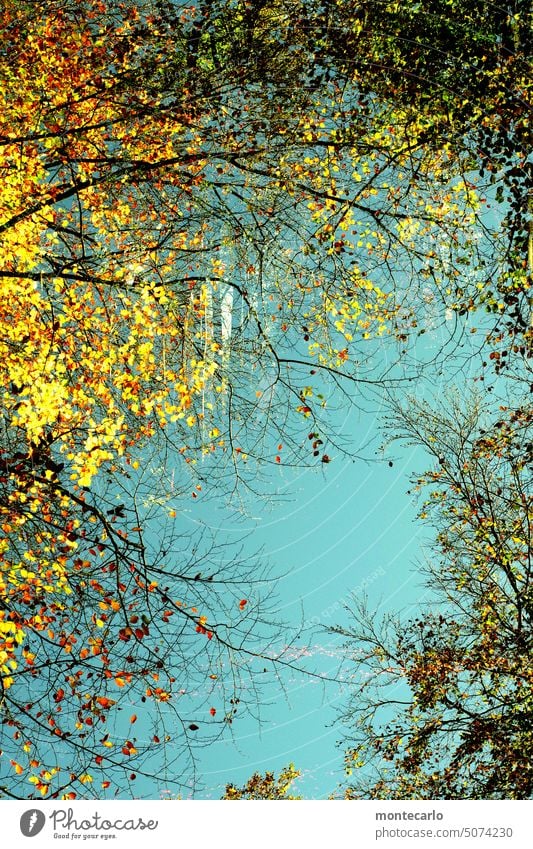 close to nature | autumn colors stained leaves autumn colours Forest trees autumn lights Weather Colour photo Autumn Nature Landscape Environment Climate