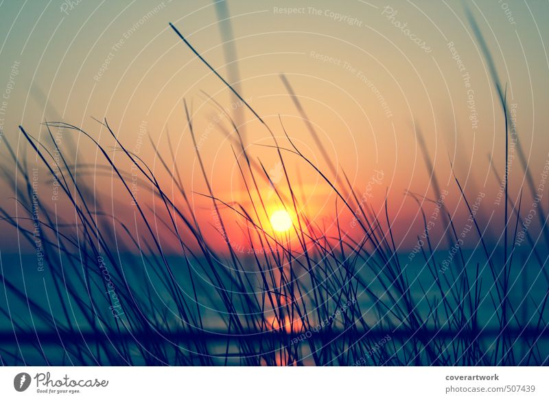 Sylt Nature Landscape Sand Water Sky Cloudless sky Horizon Sun Sunrise Sunset Sunlight Summer Beautiful weather Grass Bushes Waves Coast Beach North Sea