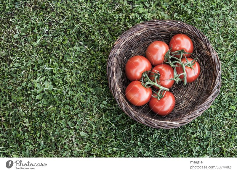 A basket of homegrown tomatoes in a meadow Organic produce Healthy Eating Vegetable Food Nutrition Colour photo Vegetarian diet Green Delicious Fresh Meadow