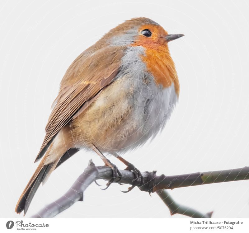 Robin on a branch Robin redbreast Erithacus rubecula Animal face Head Beak Eyes Feather Plumed Grand piano Legs Claw Bird Wild animal Branch Tree Sunlight