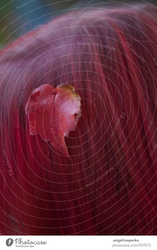 autumn Autumn Leaf Hair and hairstyles Part Pink Red Colour photo Multicoloured Detail Copy Space bottom