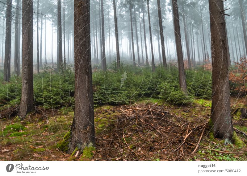 gloomy coniferous forest in fog Forest Woodground woodland Forest walk Coniferous forest conifers firs Spruce forest spruces pines Forest atmosphere